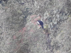 Oreophasis derbianus