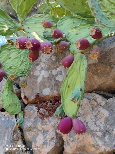 beach prickly pear