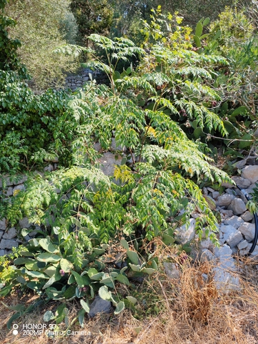 Chinaberry