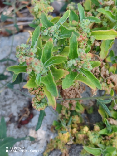 nettle-leaved goosefoot