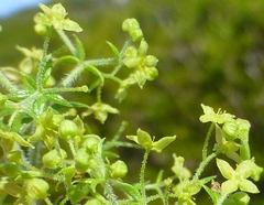 Galium tomentosum
