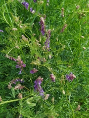 Vicia tenuifolia
