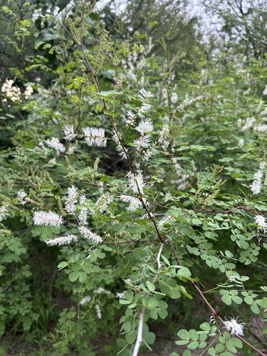 Mimosa distachya, photograph 5