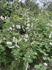 Mimosa distachya, photograph (c) Daniela Gámez, some rights reserved (CC BY)
