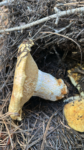 iNaturalist observation photo of Mushrooms, Bracket Fungi, Puffballs, and Allies