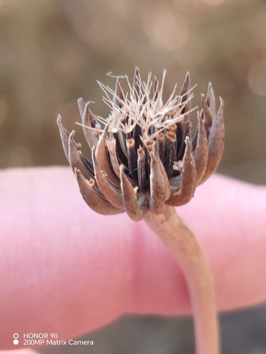 Cretanweed