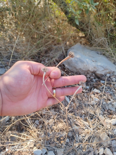 Hedypnois rhagadioloides, photograph 6