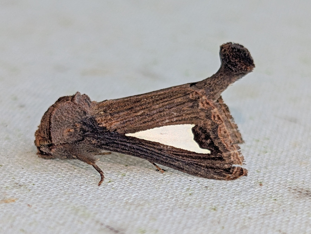 Notoplusia clara