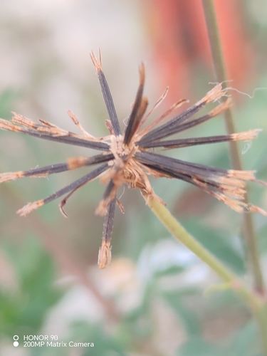Bidens subalternans, photograph 3