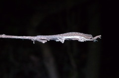 Lygodactylus tolampyae