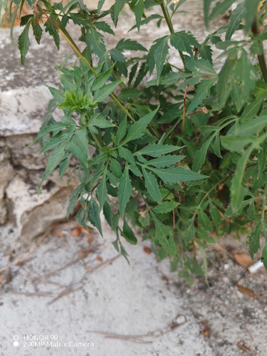 Bidens subalternans, photograph 4