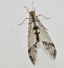 Dendroleon pantherinus