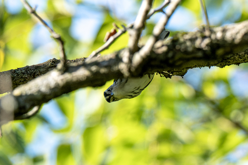 Black-and-white Warbler