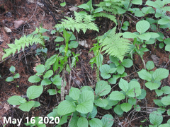 Arisaema amurense