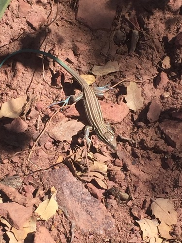 Arizona Striped Whiptail