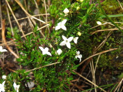 Arcytophyllum setosum