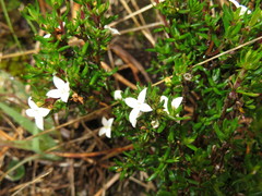 Arcytophyllum setosum