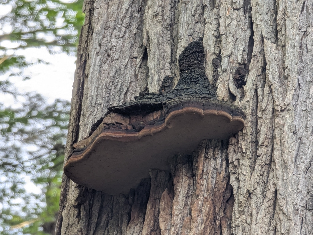 Cracked Cap Polypore · September 2026 · photo: Photo: no rights reserved · iNaturalist