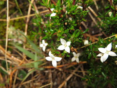 Arcytophyllum setosum