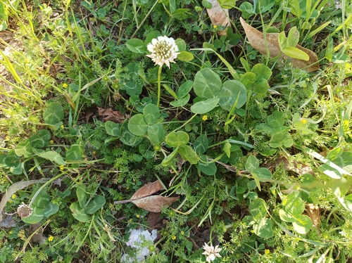 white clover