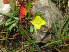 Oenothera multicaulis