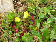 Oenothera multicaulis