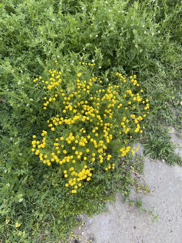 Oncosiphon pilulifer, photograph 2