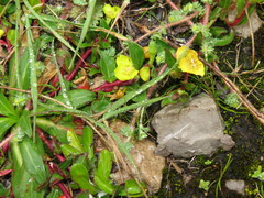Oenothera multicaulis