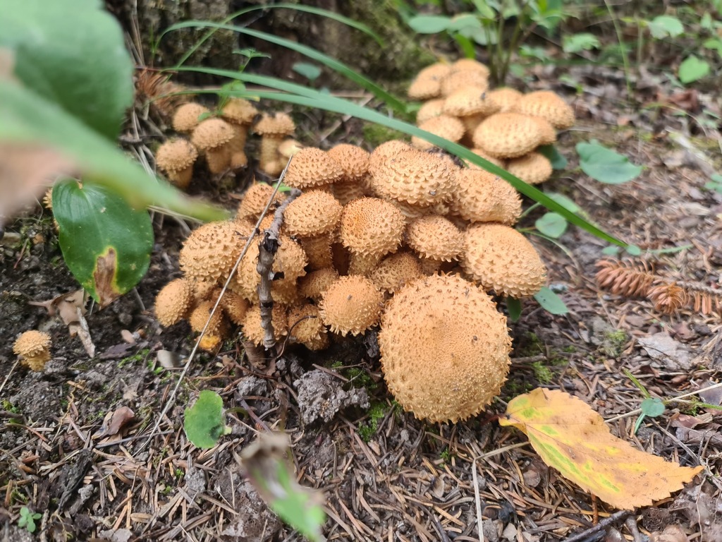 shaggy scalycap · September 2026 · photo: Photo: (c) Johnathan Campbell, some rights reserved (CC BY) · iNaturalist