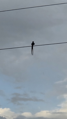 Fork-tailed Flycatcher
