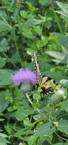 Eastern Tiger Swallowtail