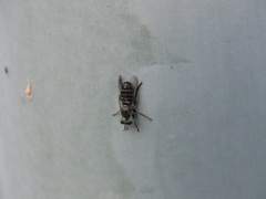 Atomosia melanopogon