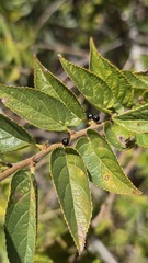 Trema tomentosum, photograph (c) Petra Holland, some rights reserved (CC BY)