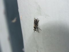 Atomosia melanopogon