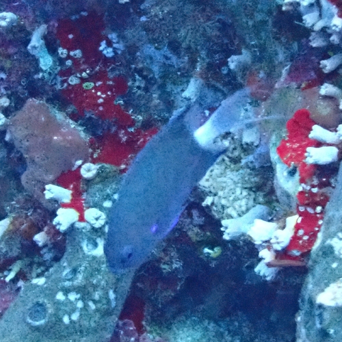 Chromis caudalis observed 2026-09-07