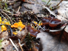 Pseudombrophila guldeniae