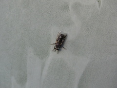 Atomosia melanopogon