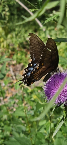 Black Swallowtail
