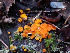 Byssonectria terrestris