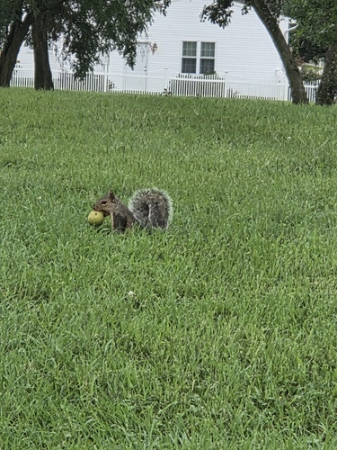 Eastern Gray Squirrel