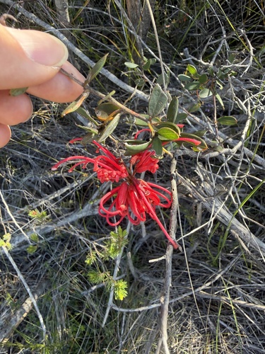 Grevillea speciosa, photograph 6