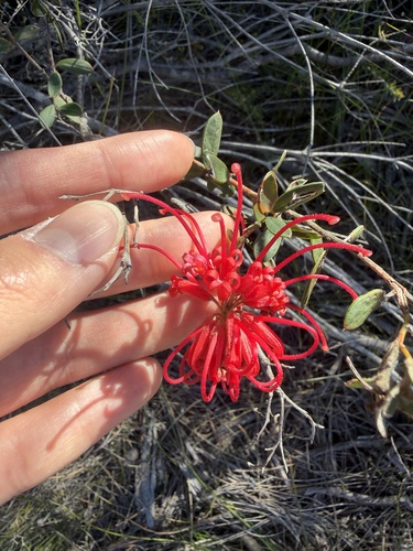 Grevillea speciosa, photograph 5