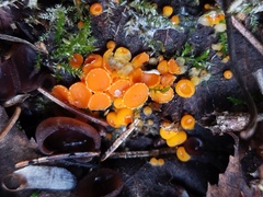 Pseudombrophila guldeniae