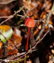Mycena toyerlaricola