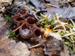 Byssonectria terrestris