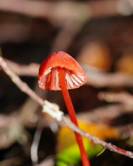 Mycena toyerlaricola