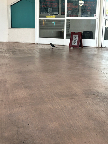 Great-tailed Grackle