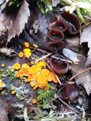 Pseudombrophila guldeniae