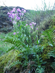 Arabis blepharophylla