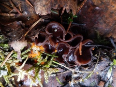 Pseudombrophila guldeniae